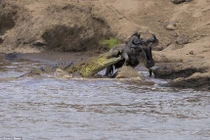 Video: Cái kết ngạc nhiên cho cuộc chiến cá sấu và linh dương đầu bò