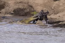 Video: Cái kết ngạc nhiên cho cuộc chiến cá sấu và linh dương đầu bò