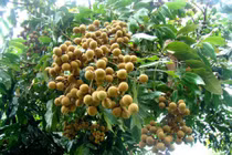 Nguy cơ chết người do ăn phải trái cây bị dơi... cắn