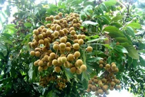 Nguy cơ chết người do ăn phải trái cây bị dơi... cắn