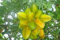 Uống khế chua với thứ này, tóc bạc trắng đầu cũng trở nên đen nhánh