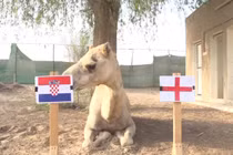 Video: Lạc đà “tiên tri” kết quả bất ngờ trận Anh - Croatia