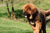 Những giống chó nghìn đô đắt đỏ nhất hành tinh