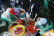 Cận ngày ông Công ông Táo, giá cá chép giảm sâu, nhiều tiểu thương đứng cả buổi sáng không bán được con nào