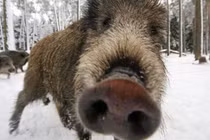 Hy hữu: Lợn rừng qua đường gây TNGT 11 người thương vong