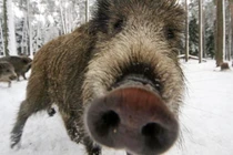 Hy hữu: Lợn rừng qua đường gây TNGT 11 người thương vong