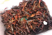 Hàng cấm nguy hại Trung Quốc tràn sang: Công văn hoả tốc, yêu cầu tiêu diệt