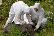 Giải pháp chống dịch tả lợn châu Phi trên thế giới