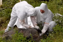 Giải pháp chống dịch tả lợn châu Phi trên thế giới