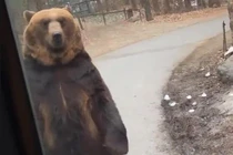 Video: Gấu bị ép đi giống người gây sốc tại Hàn Quốc