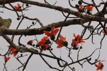 Tháng 3 về, ngắm hoa gạo nở đỏ rực như ngàn ngọn nến giữa đất trời