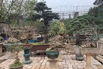 "Đại gia" chi cả trăm triệu mua cây dáng lạ về chơi Tết