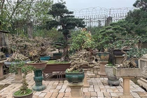 "Đại gia" chi cả trăm triệu mua cây dáng lạ về chơi Tết