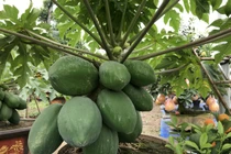 Chi cả nghìn đô để sở hữu cây “đếm quả ra tiền” về trưng Tết