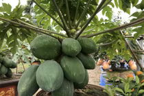 Chi cả nghìn đô để sở hữu cây “đếm quả ra tiền” về trưng Tết