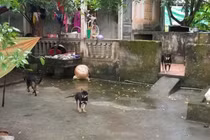 Bé trai bị chó cắn chết: Lời kể đau đớn từ người cứu