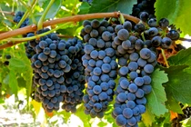 Các loại quả màu đen chữa bệnh tuyệt vời bạn nên biết