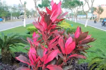 Bài thuốc hay chữa bệnh tốt từ các loại cây lá đỏ