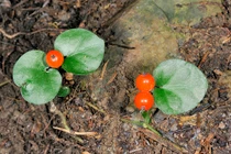 6 bài thuốc hay chữa nhiều bệnh từ 3 loại rau má