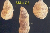 Bài thuốc từ vỏ hàu chữa bệnh dạ dày, đau bụng kinh