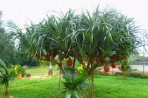 Chữa dứt chứng đái buốt, đái dắt bằng cây cỏ quanh nhà