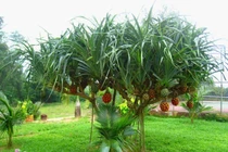 Chữa dứt chứng đái buốt, đái dắt bằng cây cỏ quanh nhà