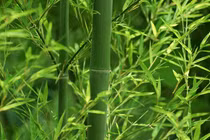 Cách dùng các bộ phận của cây tre chữa bệnh hiệu quả