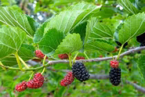 Không ngờ lá dâu tằm chữa được nhiều bệnh đến thế