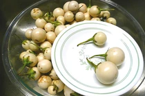 Bài thuốc từ cà pháo giúp chữa khỏi nhiều bệnh