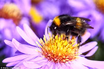 Thực hư nọc độc ong chữa bệnh viêm khớp kỳ diệu