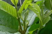 Cách trị mụn đầu đen bằng lá ổi hiệu quả không ngờ