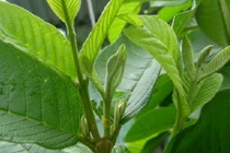 Cách trị mụn đầu đen bằng lá ổi hiệu quả không ngờ