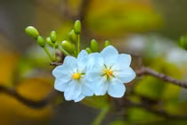 8 bài thuốc chữa bệnh cực hay từ hoa mai mùa xuân