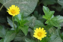 9 bệnh này trị khỏi đơn giản chỉ bằng một nắm sài đất 