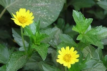 9 bệnh này trị khỏi đơn giản chỉ bằng một nắm sài đất 