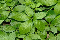 Tác dụng chữa bệnh tuyệt vời của cây giảo cổ lam