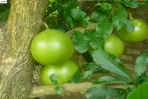 Cách dùng các bộ phận của đào trường thọ làm thuốc chữa bệnh