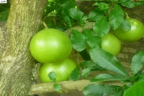 Cách dùng các bộ phận của đào trường thọ làm thuốc chữa bệnh