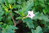 Bài thuốc hay chữa bệnh bất ngờ từ các loại cây có độc