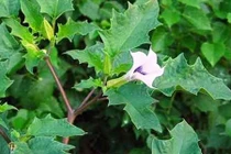 Bài thuốc hay chữa bệnh bất ngờ từ các loại cây có độc