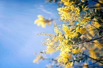 Đến Đà Lạt mùa thay áo mới với sắc vàng mimosa rực rỡ