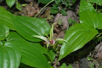 Cách dùng cây bách bộ trị ho đơn giản mà hiệu quả