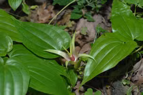 Cách dùng cây bách bộ trị ho đơn giản mà hiệu quả