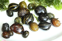 Bài thuốc từ ốc chữa trĩ hiệu quả hơn thuốc 