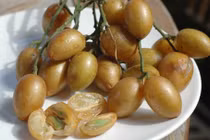 Bài thuốc chữa ho hiệu quả từ quất hồng bì