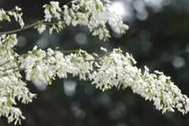 Cách dùng hoa sưa chữa xương khớp, bệnh ngoài da