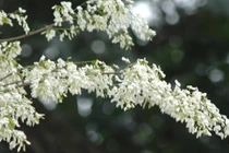 Cách dùng hoa sưa chữa xương khớp, bệnh ngoài da