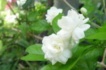 Cho hoa nhài vào 3 món này, miệng thơm tho đến tận hôm sau