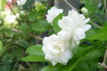 Cho hoa nhài vào 3 món này, miệng thơm tho đến tận hôm sau