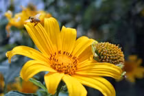 Bài thuốc chữa bệnh ngoài da từ hoa dã quỳ